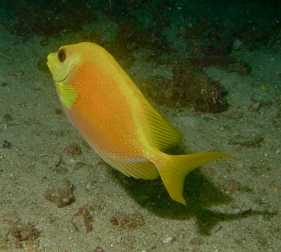 ภาพ ปลาสลิดทะเลเหลืองทอง (Siganus corallinus)