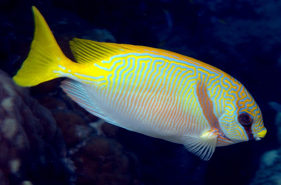 ภาพ ปลาสลิดทะเลลายฟ้า (Siganus doliatus)