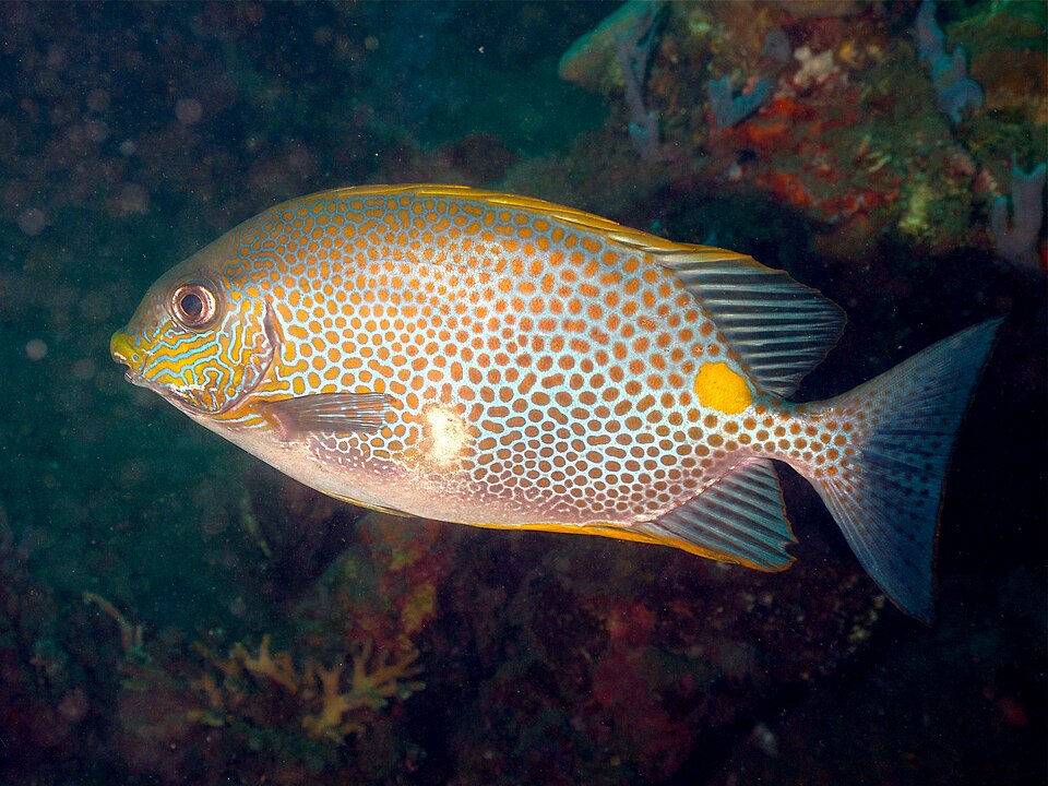 ภาพ ปลาสลิดทะเลจุดทอง (Siganus guttatus)