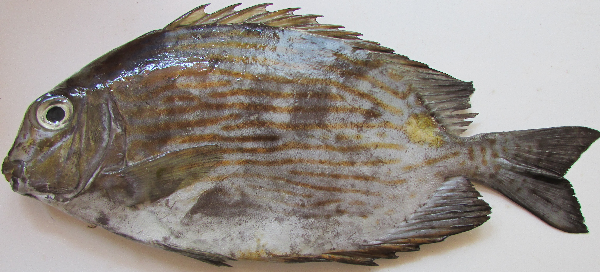 ภาพ ปลาสลิดทะเลสีบรอนซ์ลายเส้น (Siganus insomnis)