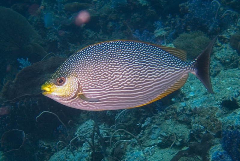 ภาพ ปลาสลิดทะเลลายจุดขาว (Siganus javus)