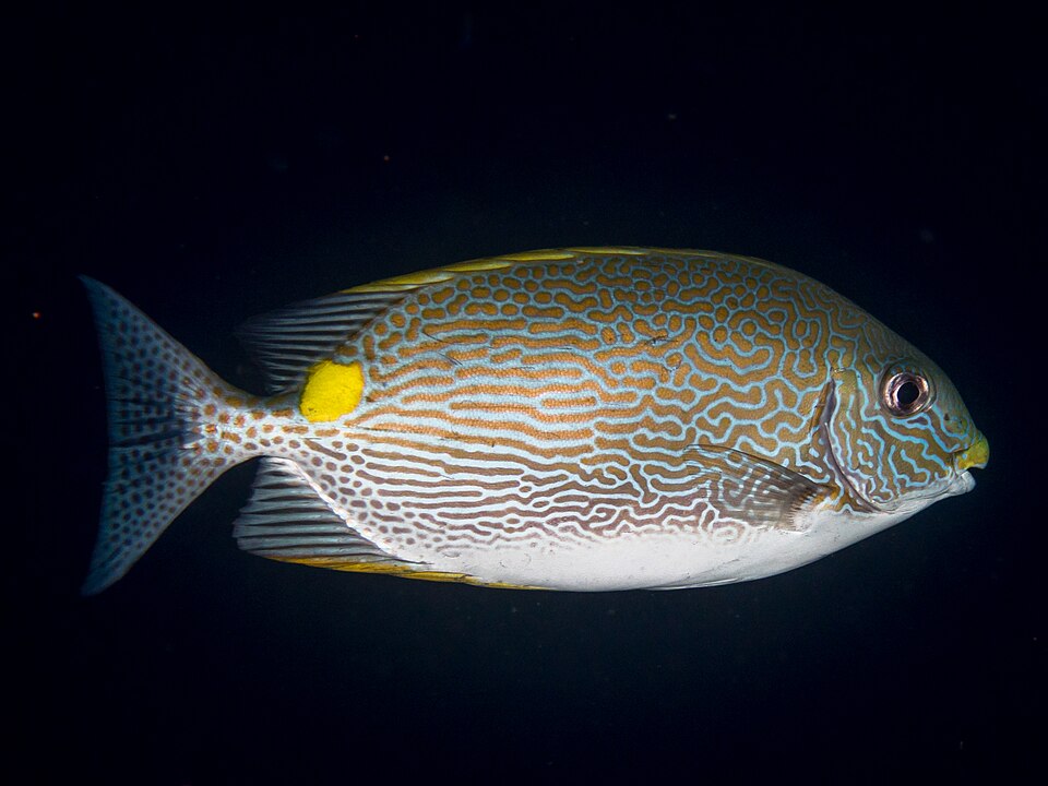 ภาพ ปลาสลิดทะเลทองลายเส้น (Siganus lineatus)