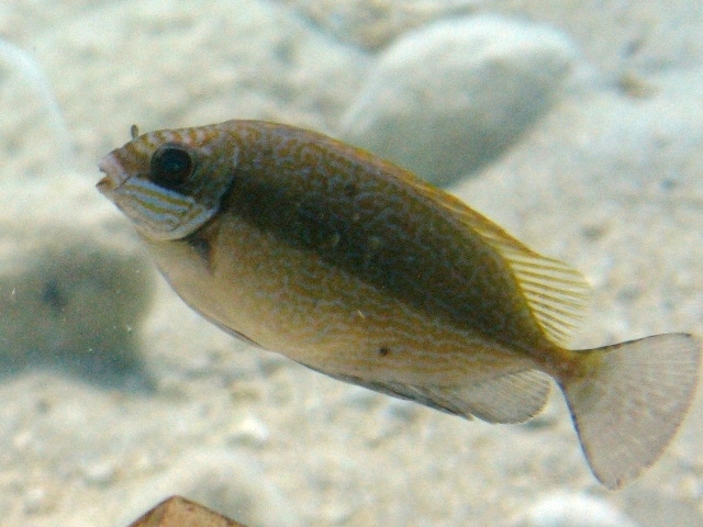 ภาพ ปลาสลิดทะเลคล้ำ (Siganus luridus)