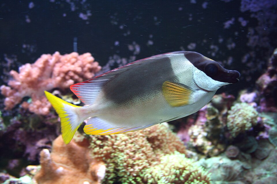 ภาพ ปลาสลิดทะเลอันดามัน (Siganus magnificus)