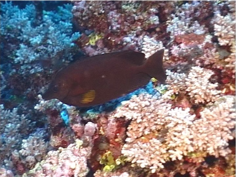ภาพ ปลาสลิดทะเลดำ (Siganus niger)