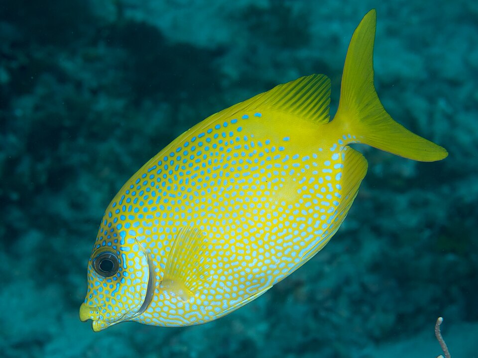 ภาพ ปลาสลิดทะเลเหลืองตาดำ (Siganus puelloides)