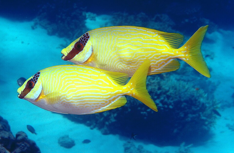 ภาพ ปลาสลิดทะเลน้ำเงินลายเส้น (Siganus puellus)