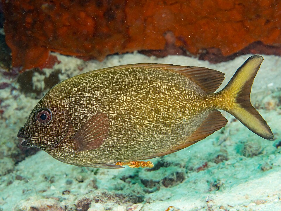 ภาพ ปลาสลิดทะเลลายจุด (Siganus punctatissimus)