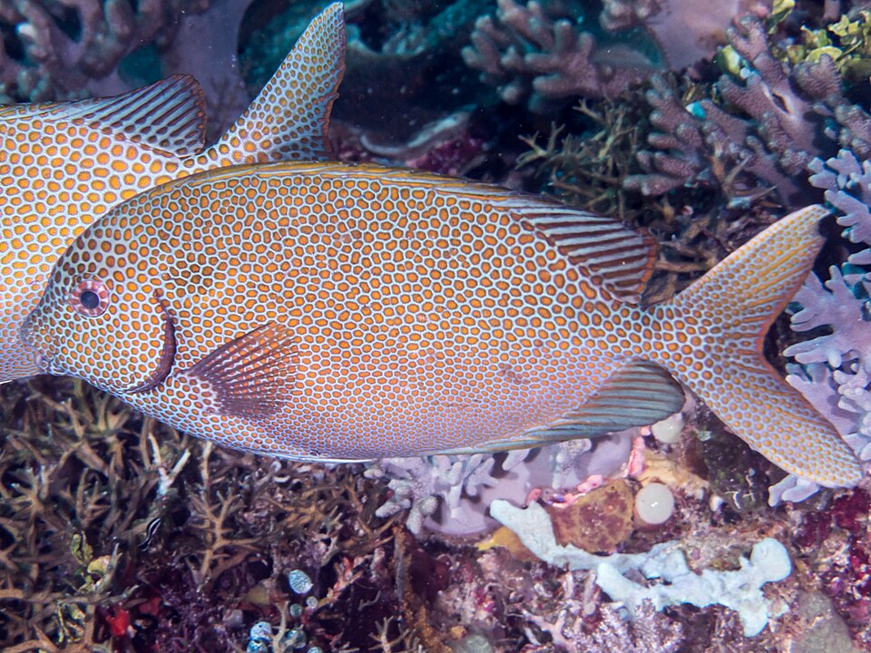 ภาพ ปลาสลิดทะเลลายจุด (Siganus punctatus)