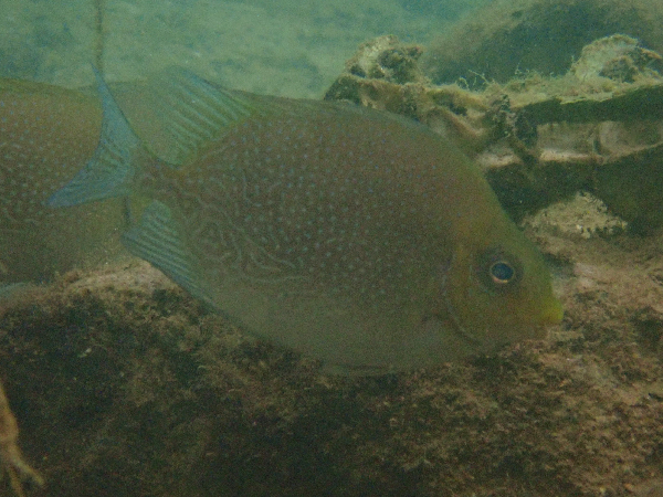 ภาพ ปลาสลิดทะเล randalli (Siganus randalli)