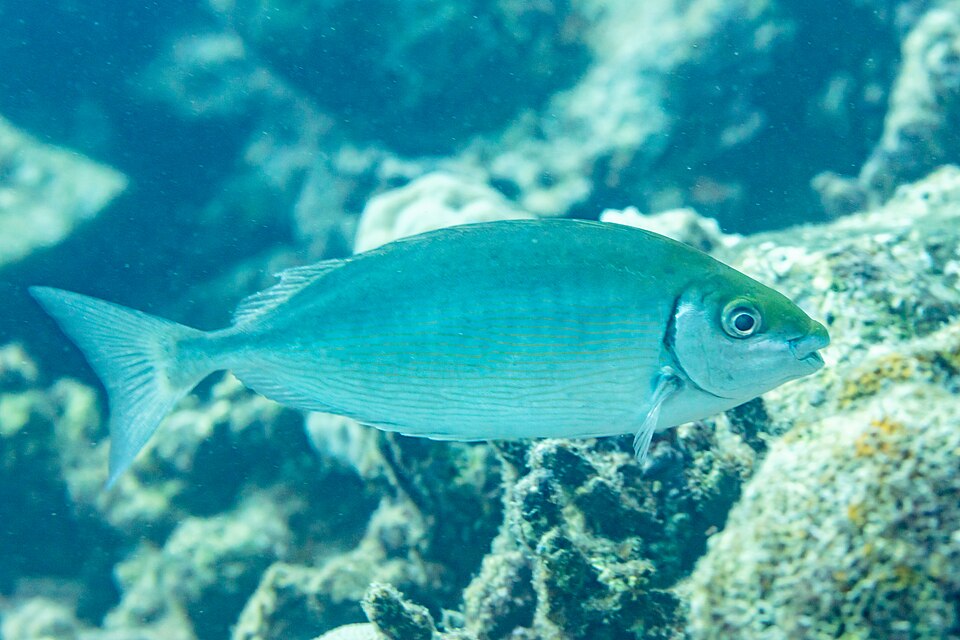 ภาพ ปลาสลิดทะเลดำ (Siganus rivulatus)