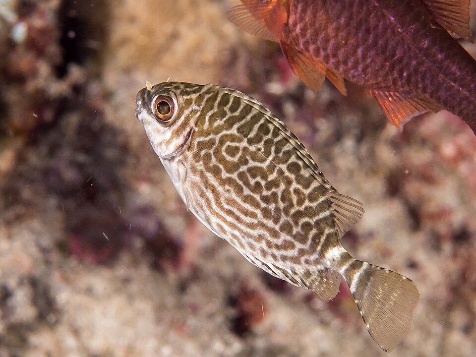 ภาพ ปลาสลิดทะเล spinus (Siganus spinus)