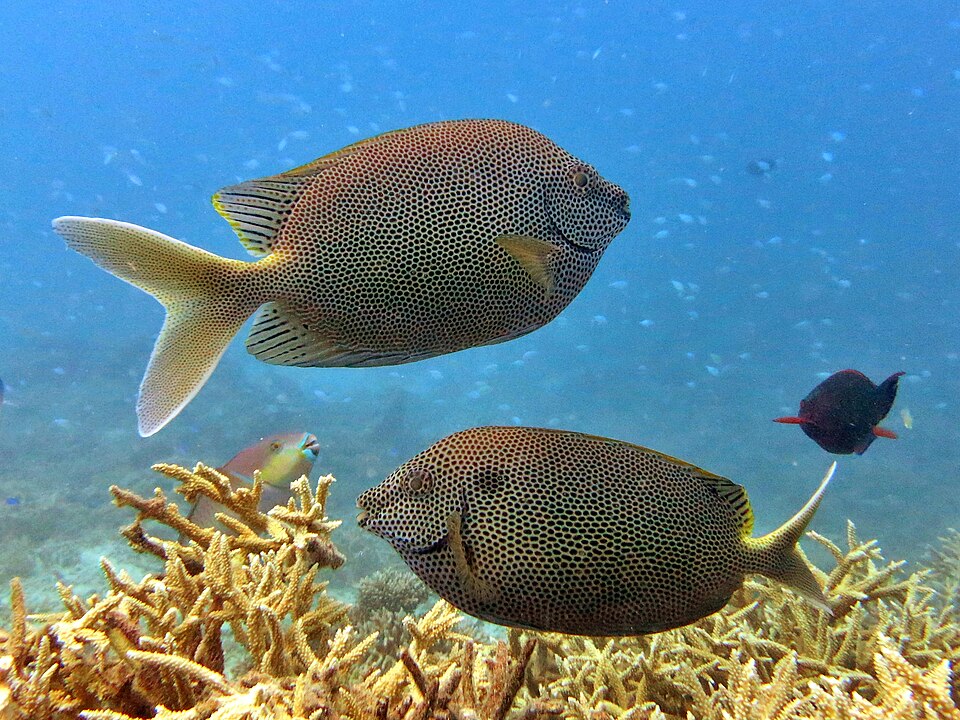 ภาพ ปลาสลิดทะเลจุดน้ำตาล (Siganus stellatus)