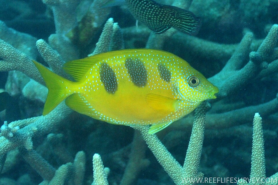 ภาพ ปลาสลิดทะเลสามจุด (Siganus trispilos)