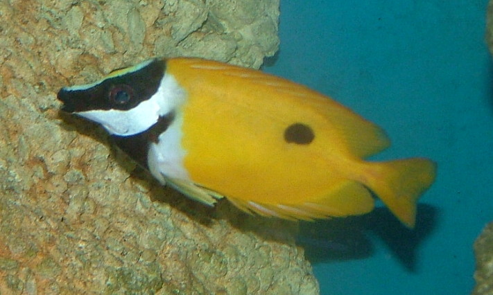 ภาพ ปลาสลิดทะเลดำ (Siganus unimaculatus)