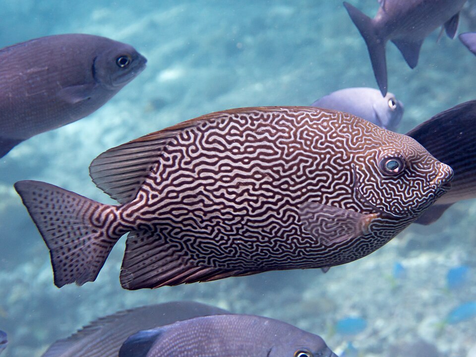 ภาพ ปลาสลิดทะเลลาย (Siganus vermiculatus)