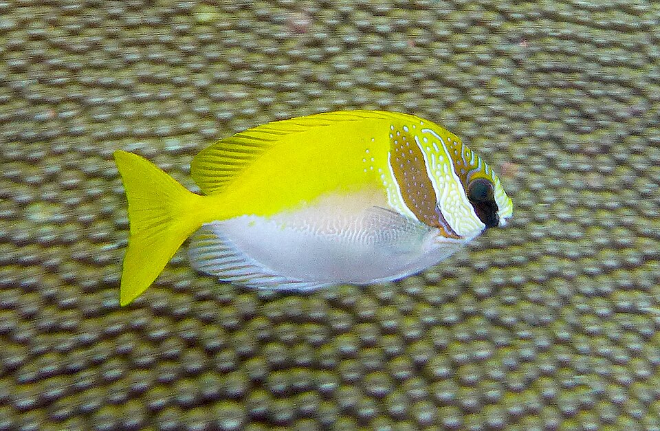 ภาพ ปลาสลิดทะเล virgatus (Siganus virgatus)