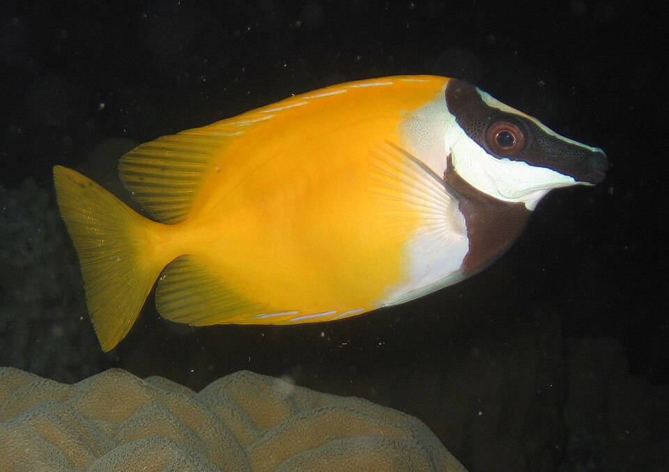 ภาพ ปลาสลิดทะเลหน้าจิ้งจอก (Siganus vulpinus)