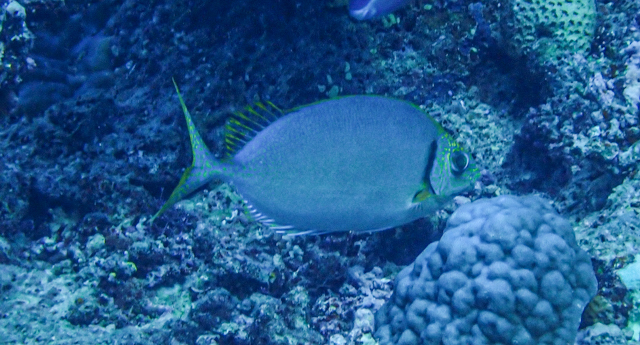 ภาพ ปลาสลิดทะเล woodlandi (Siganus woodlandi)