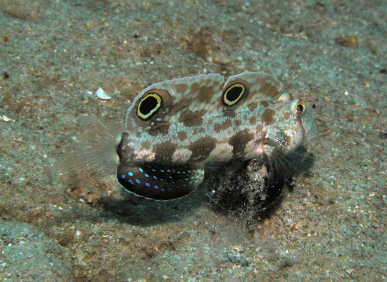 ภาพ ปลาบู่บู่ (Signigobius biocellatus)