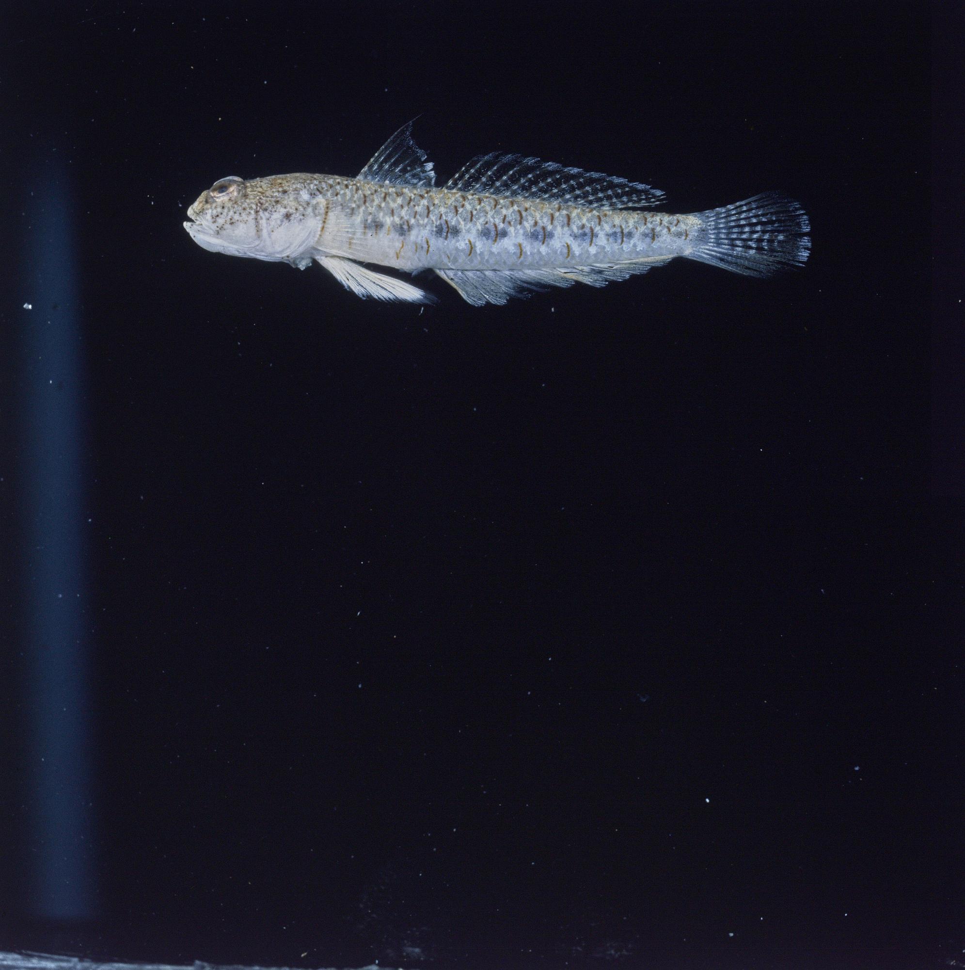 ภาพ ปลาบู่ aegyptia (Silhouettea aegyptia)