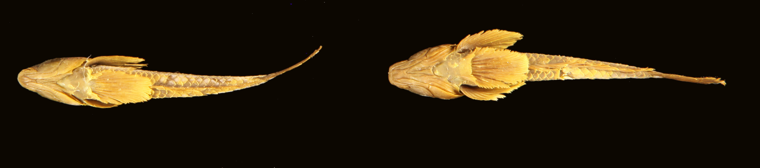 ภาพ ปลาบู่ nuchipunctatus (Silhouettea nuchipunctatus)