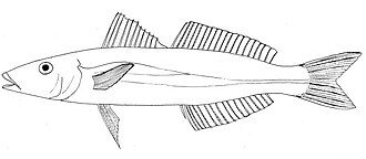 ภาพ ปลา argentifasciata (Sillago argentifasciata)