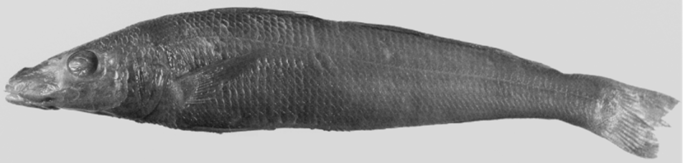 ภาพ ปลา indica (Sillago indica)