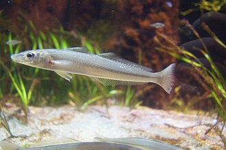 ภาพ ปลา parvisquamis (Sillago parvisquamis)
