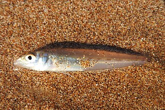 ภาพ ปลา suezensis (Sillago suezensis)