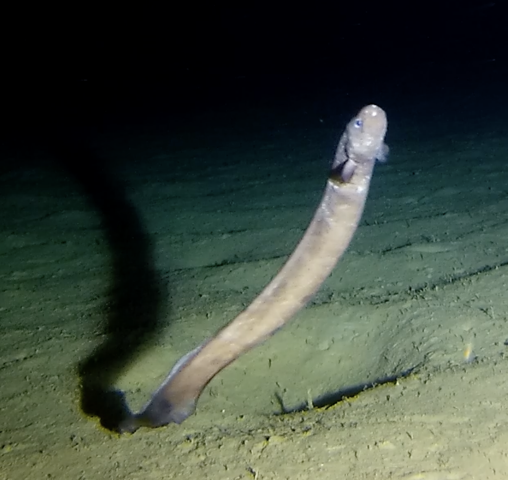 ภาพ ปลา parasitica (Simenchelys parasitica)