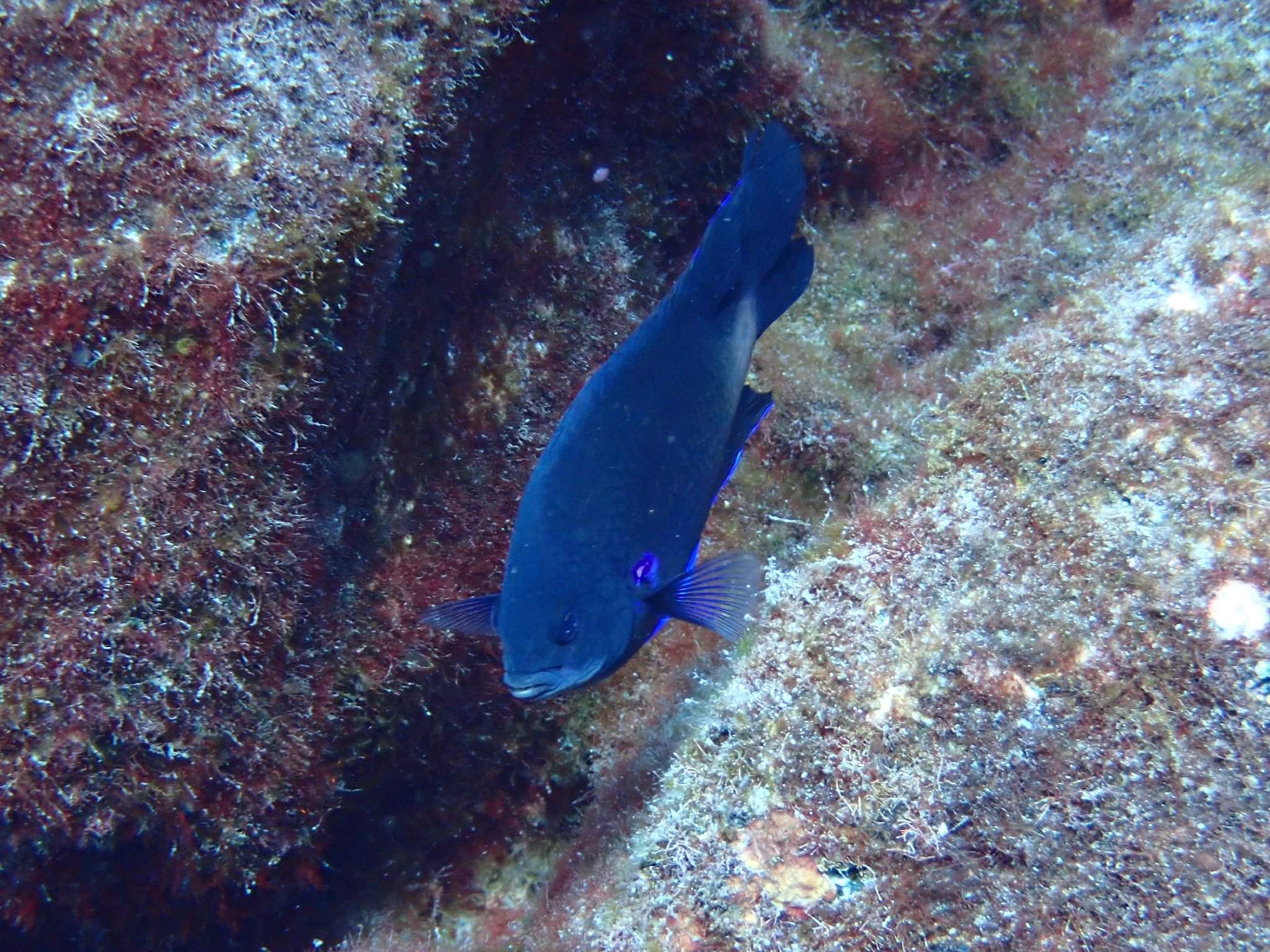 ภาพ ปลาสลิดหินเหลืองคานารี (Similiparma lurida)