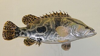 ภาพ ปลา chuatsi (Siniperca chuatsi)