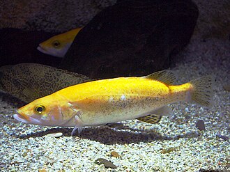 ภาพ ปลา scherzeri (Siniperca scherzeri)