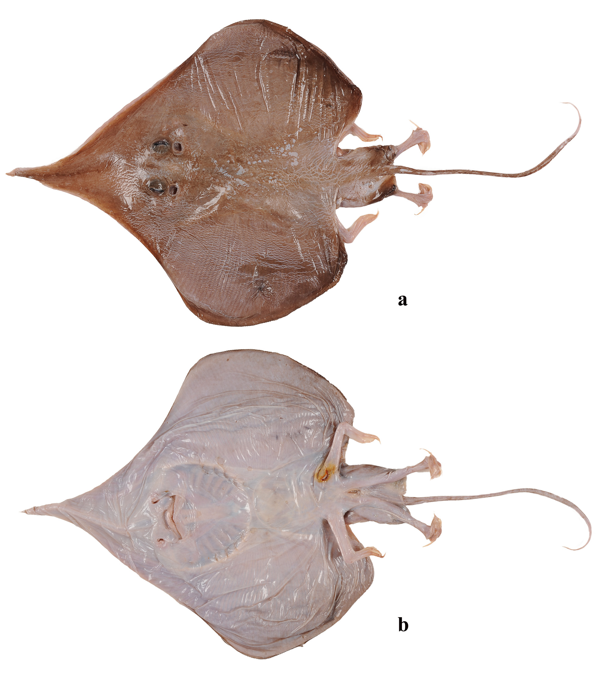 ภาพ ปลา andamanensis (Sinobatis andamanensis)