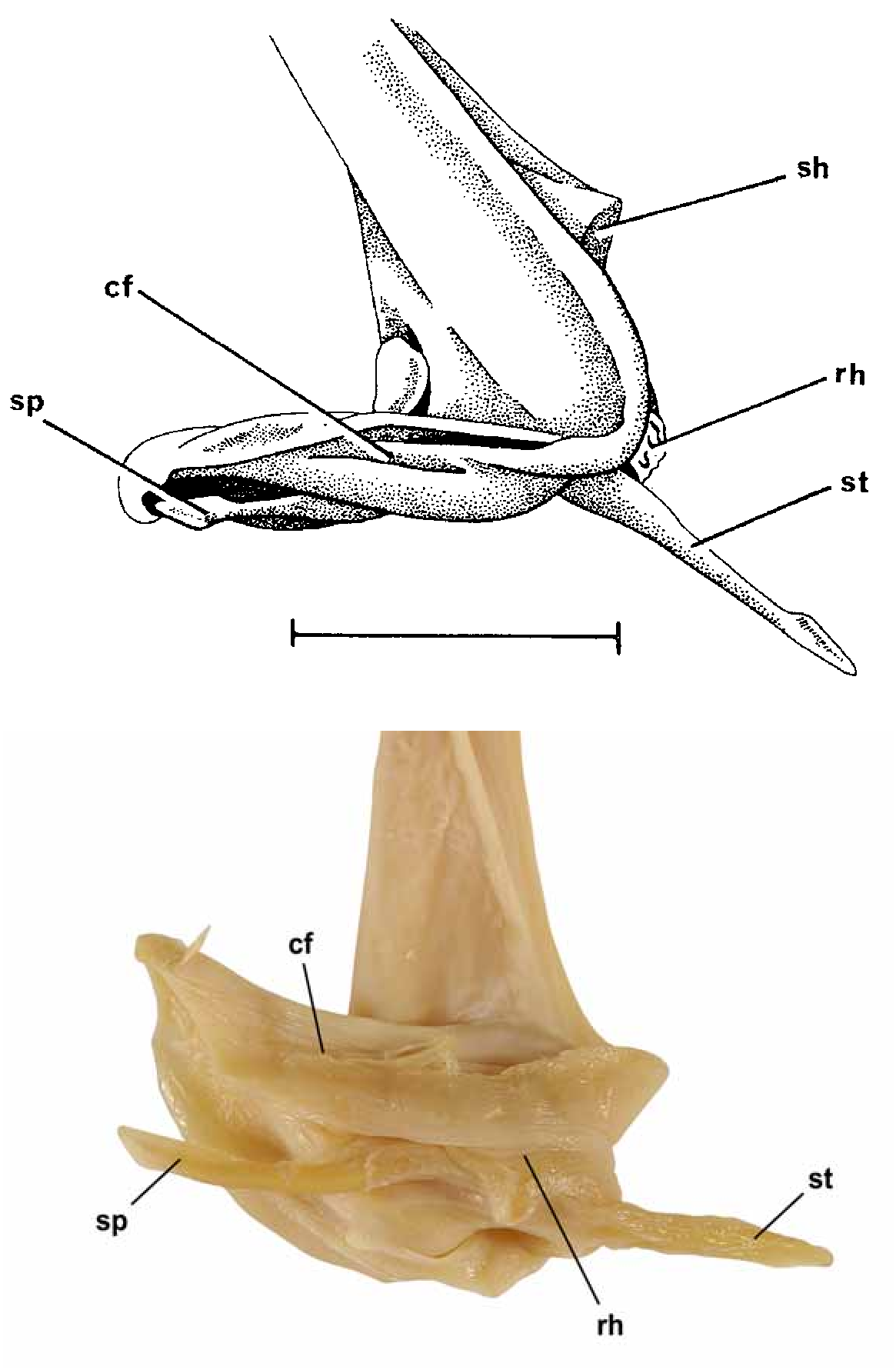ภาพ ปลา bulbicauda (Sinobatis bulbicauda)