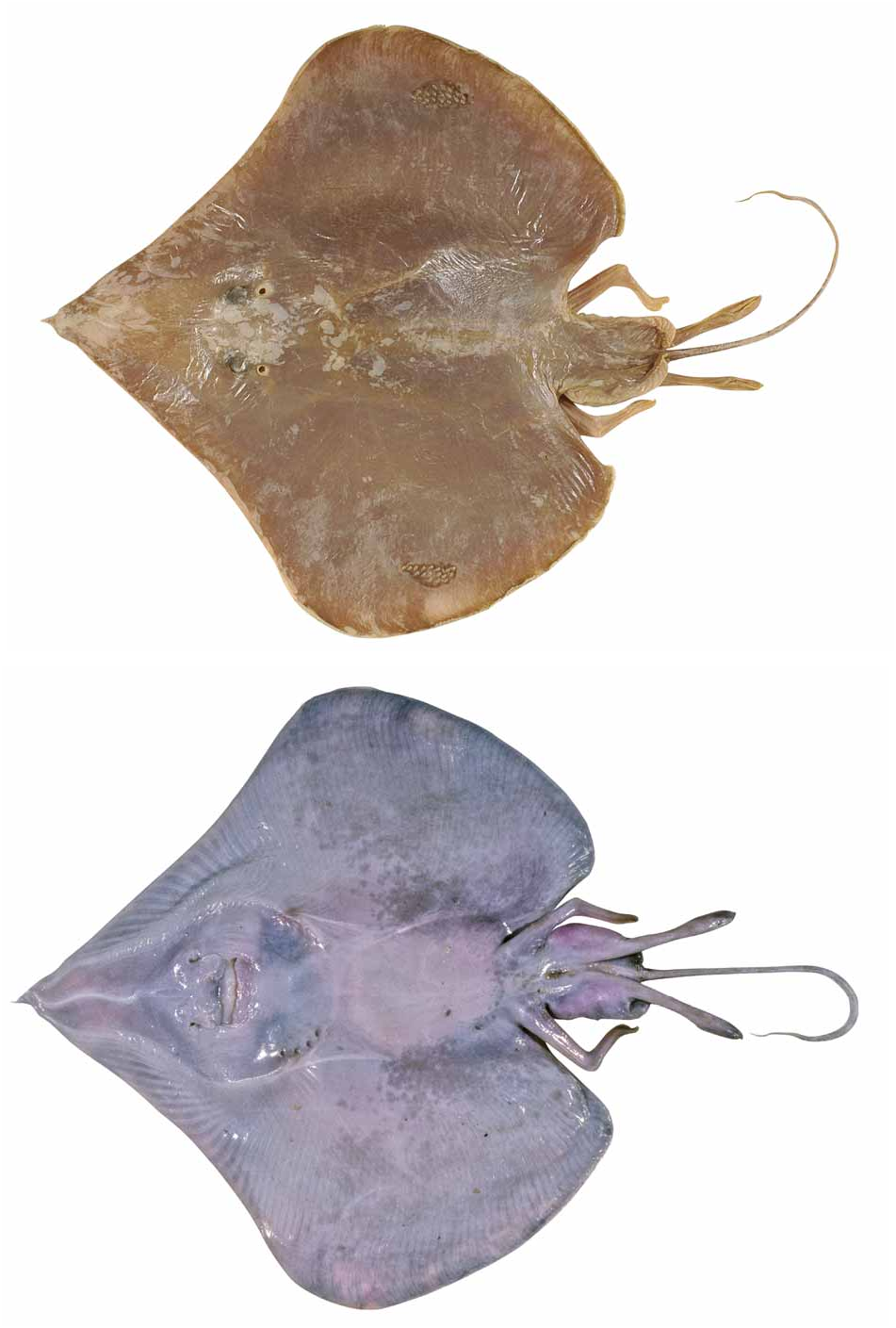 ภาพ ปลา filicauda (Sinobatis filicauda)