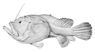 ภาพ ปลา gardineri (Sladenia gardineri)