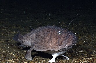 ภาพ ปลา remiger (Sladenia remiger)