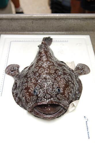 ภาพ ปลา shaefersi (Sladenia shaefersi)