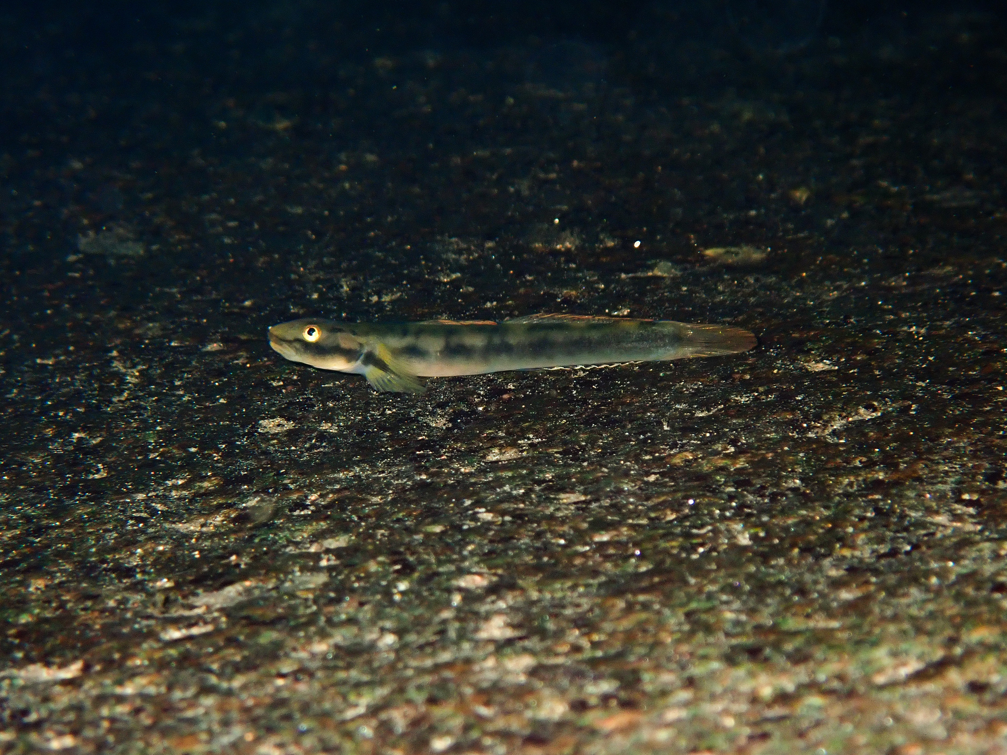 ภาพ ปลาบู่ fehlmanni (Smilosicyopus fehlmanni)