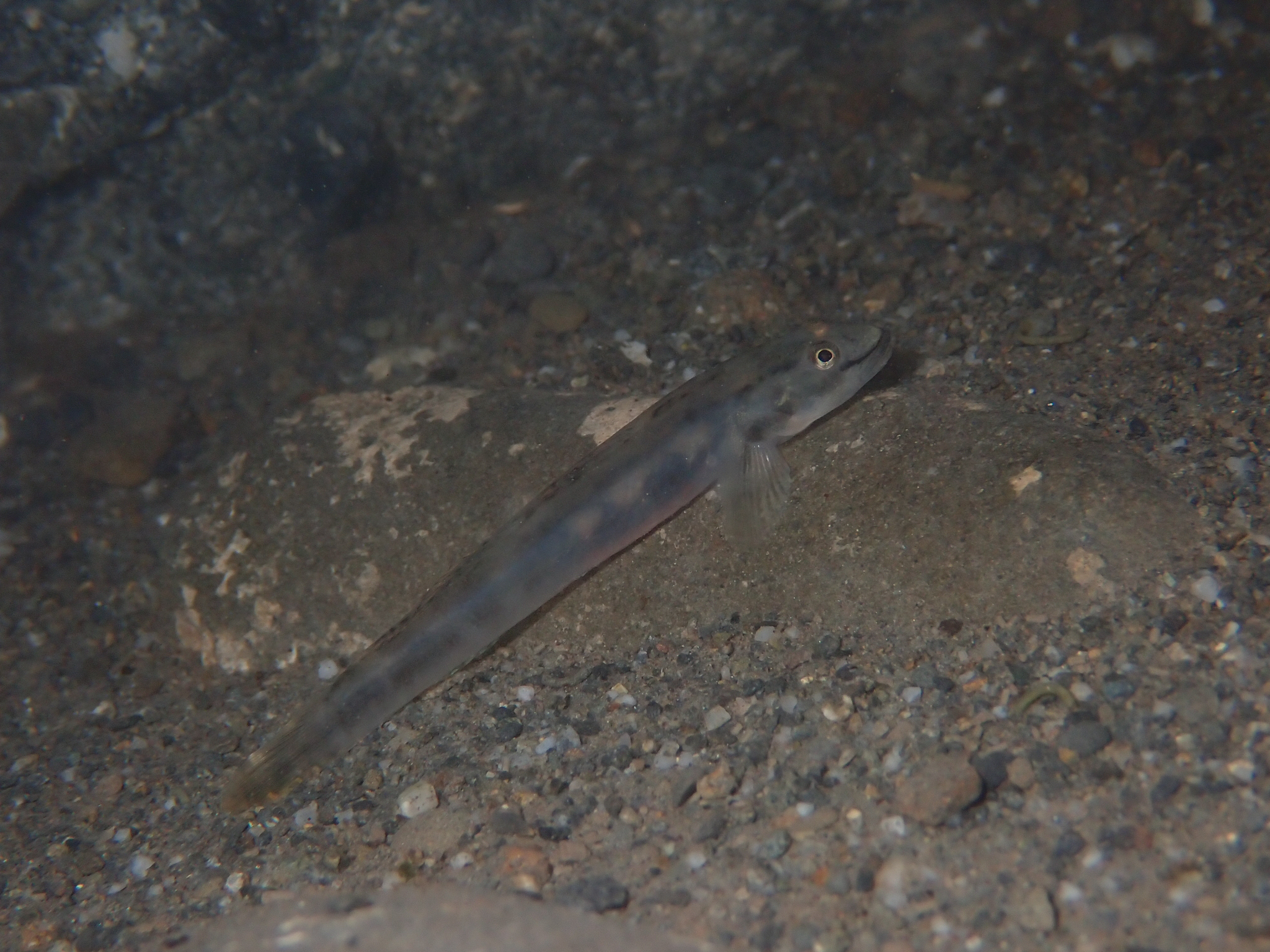 ภาพ ปลาบู่บู่ (Smilosicyopus leprurus)