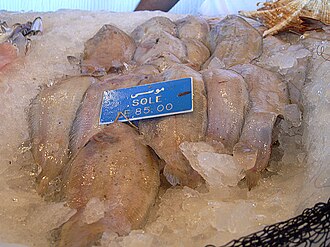 ภาพ ปลา aegyptiaca (Solea aegyptiaca)