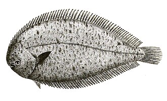 ภาพ ปลา ovata (Solea ovata)
