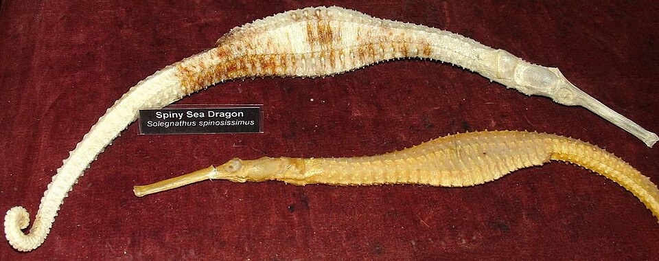 ภาพ ม้าน้ำออสเตรเลียหนาม (Solegnathus spinosissimus)