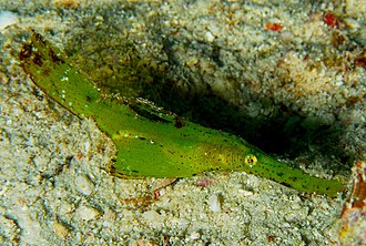 ภาพ ปลา cyanopterus (Solenostomus cyanopterus)