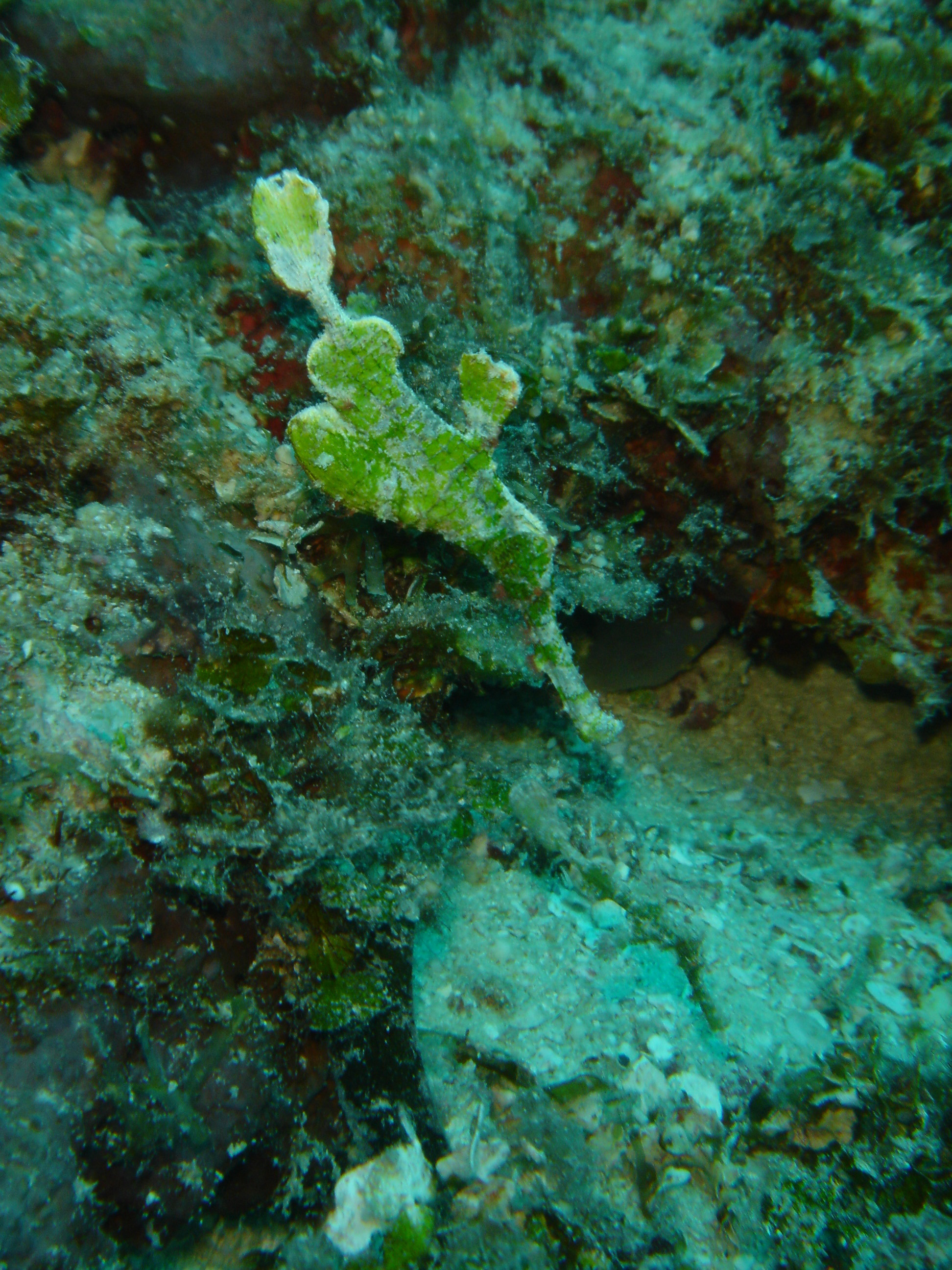 ภาพ ปลา halimeda (Solenostomus halimeda)