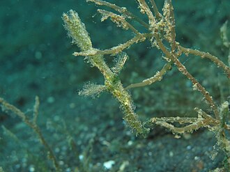 ภาพ ปลา paegnius (Solenostomus paegnius)