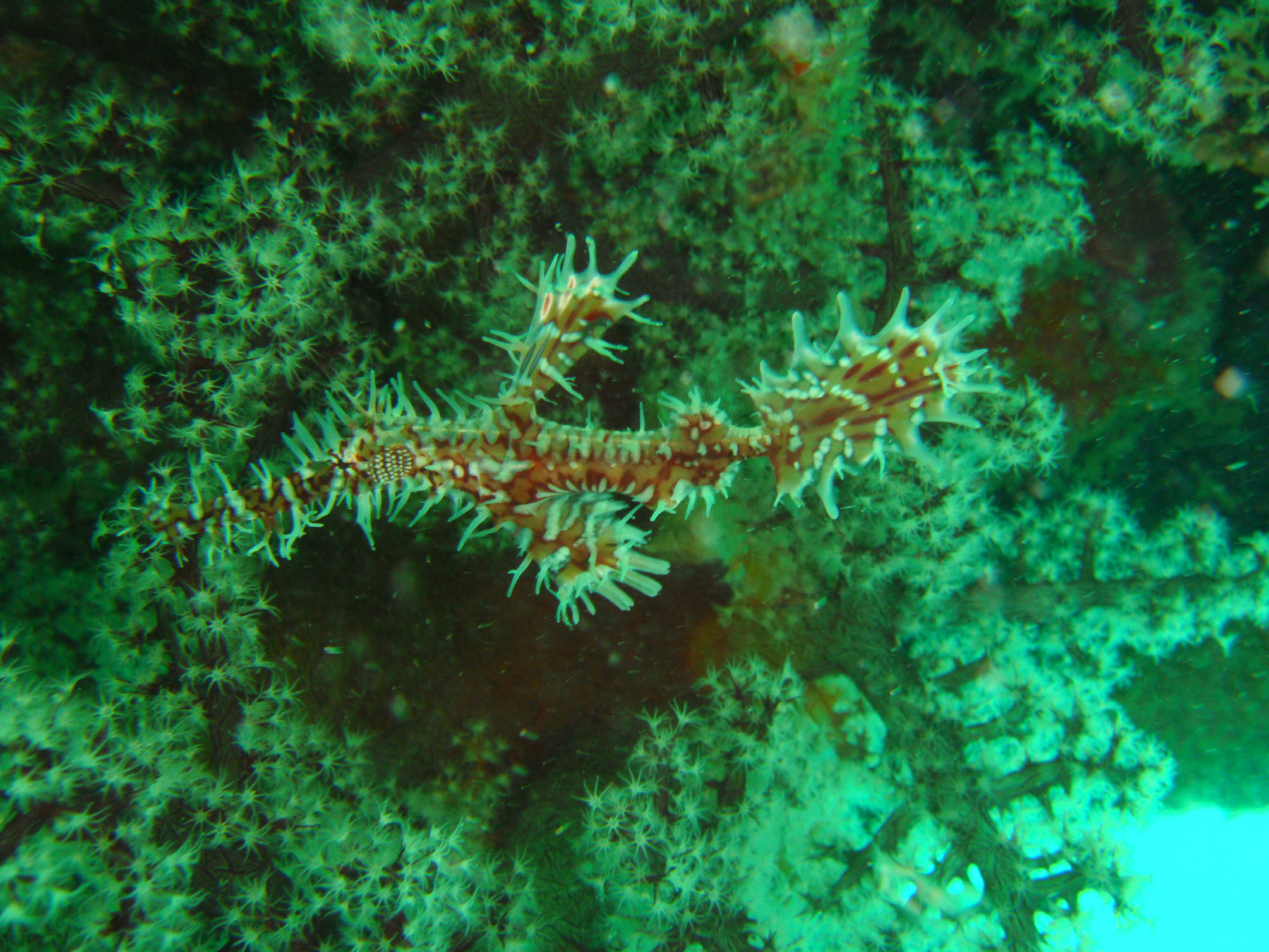 ภาพ ปลา paradoxus (Solenostomus paradoxus)