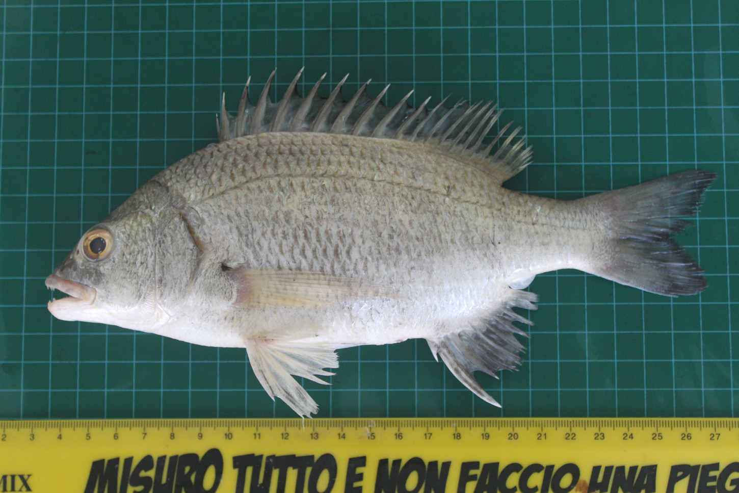 ภาพ ปลา jamalensis (Sparidentex jamalensis)